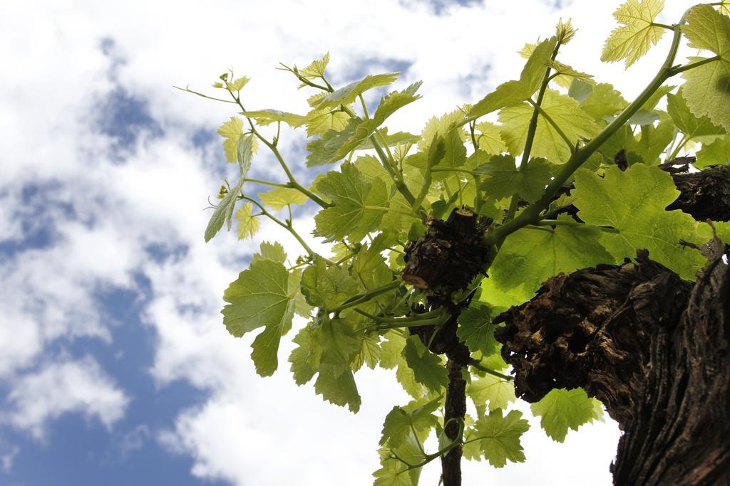 De Doornkraal Vinotel Riversdale Ngoại thất bức ảnh
